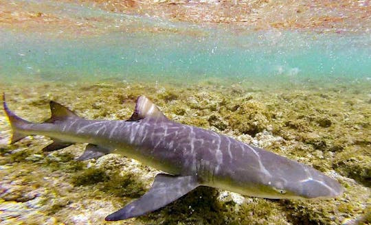 Expérience avec des requins-citrons à Sal