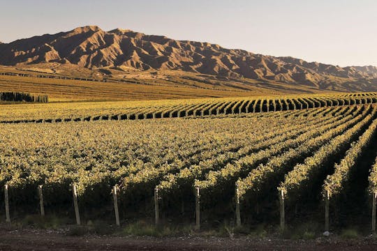 Visita guiada à rota sul do vinho com degustação