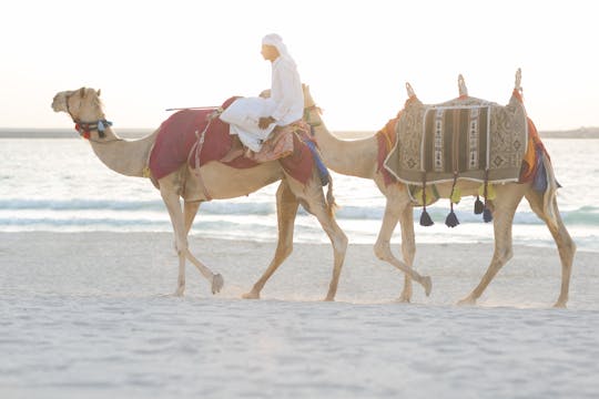 Excursion à dos de chameau au coucher du soleil à Abu Dhabi et dîner barbecue
