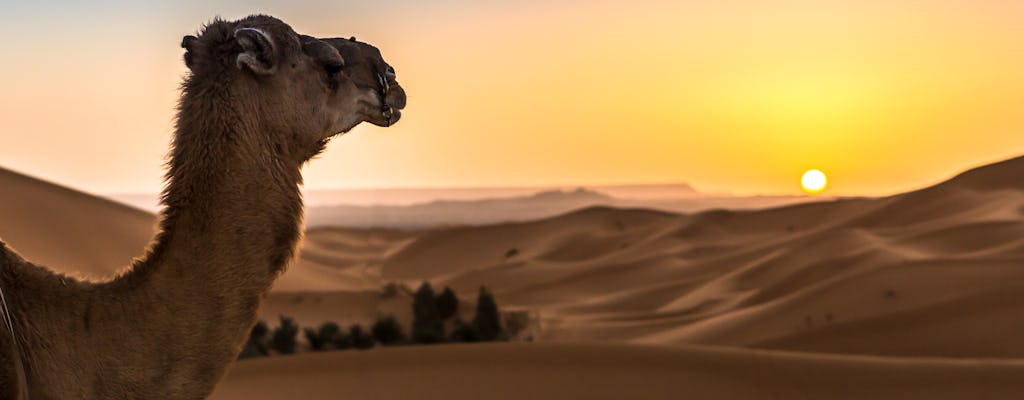 Dubai sunrise camel trek with breakfast