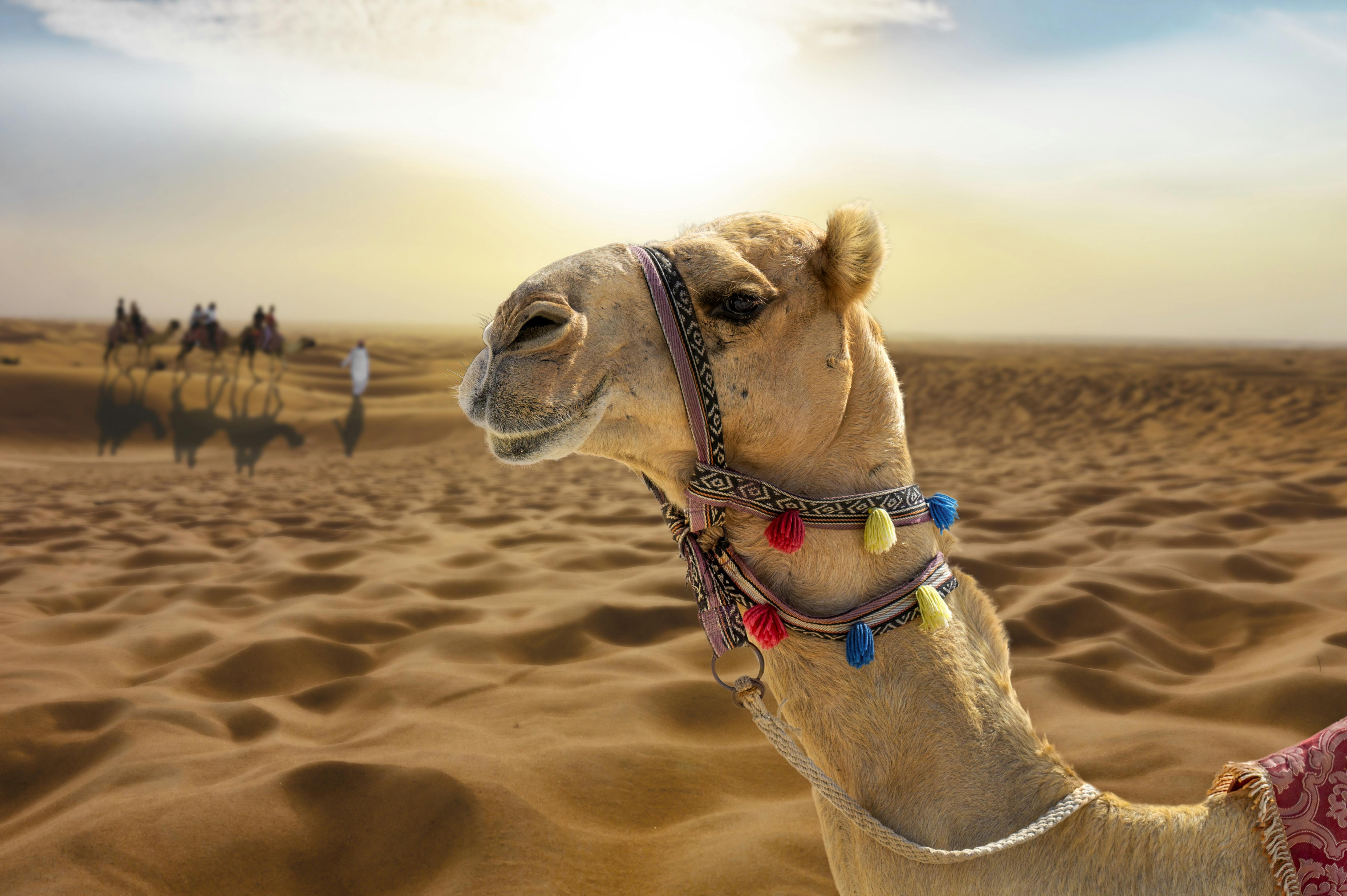Passeio de camelo ao pôr-do-sol com shows e churrasco no Al Khayma com saída de Dubai