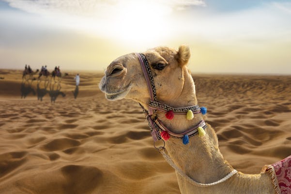 Passeio de camelo ao pôr-do-sol com shows e churrasco no Al Khayma com saída de Dubai