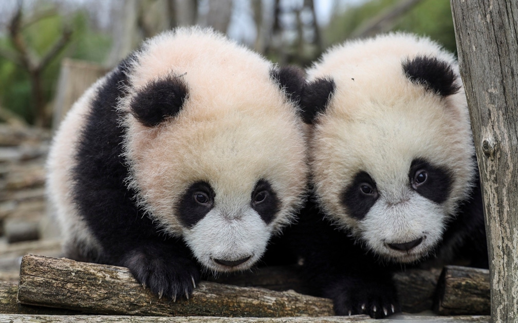 zoo pairi daiza carte