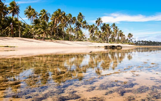 Praia Do Forte and Tamar Project guided tour