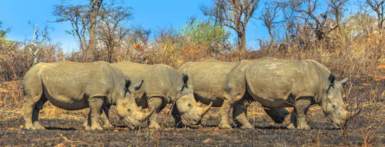 Hluhluwe-Imfolozi-parktour vanuit Durban