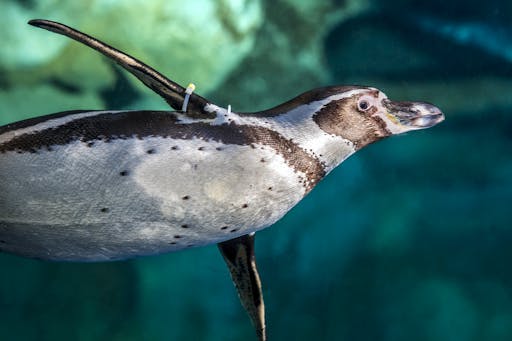 Barcelona Aquarium Ticket Only