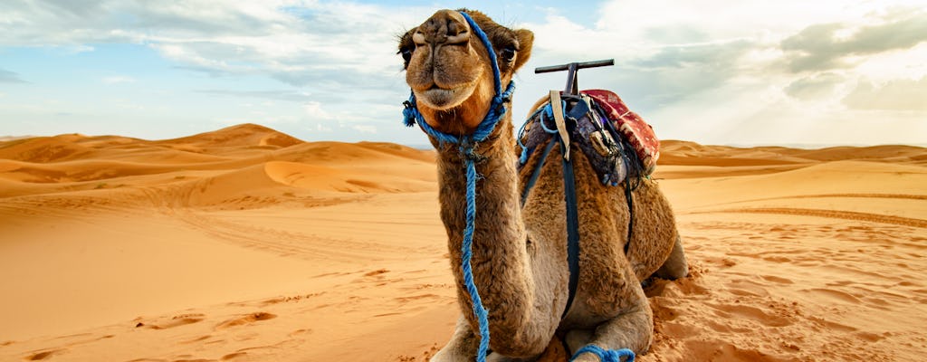 Doha desert safari, camel ride, sandboarding and Inland Sea