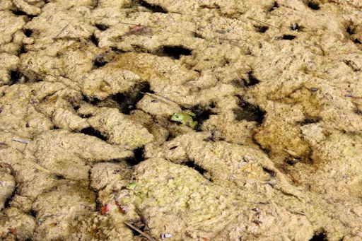 Cross-country Cayenne Tour