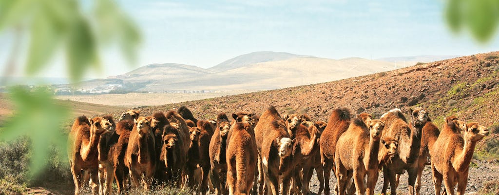 Oasis Wildlife Fuerteventura Tour
