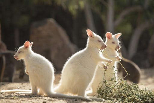 Oasis Wildlife Fuerteventura Ticket