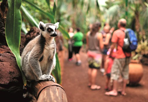 Oasis Wildlife Fuerteventura Ticket