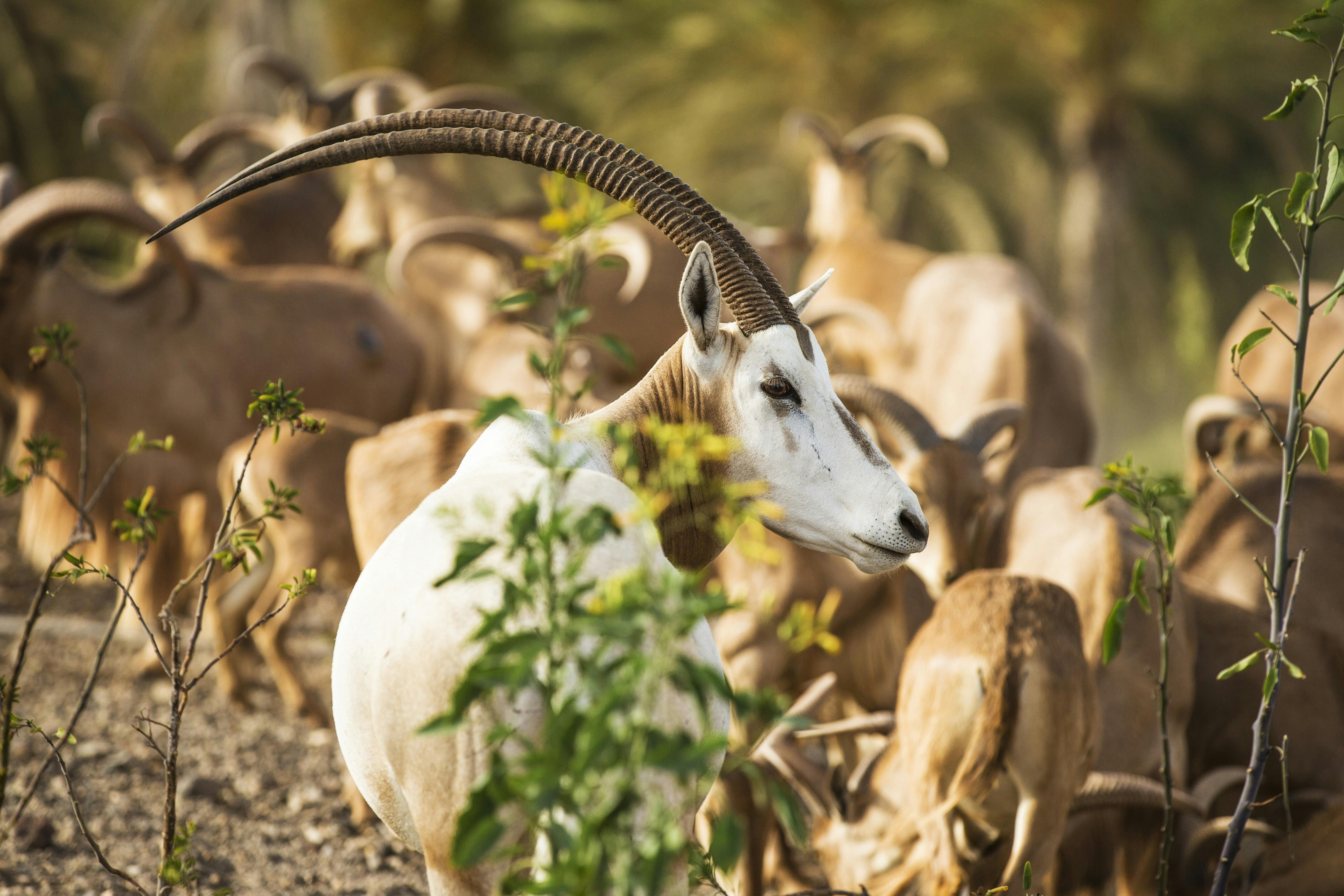 Oasis Wildlife Fuerteventura Tour
