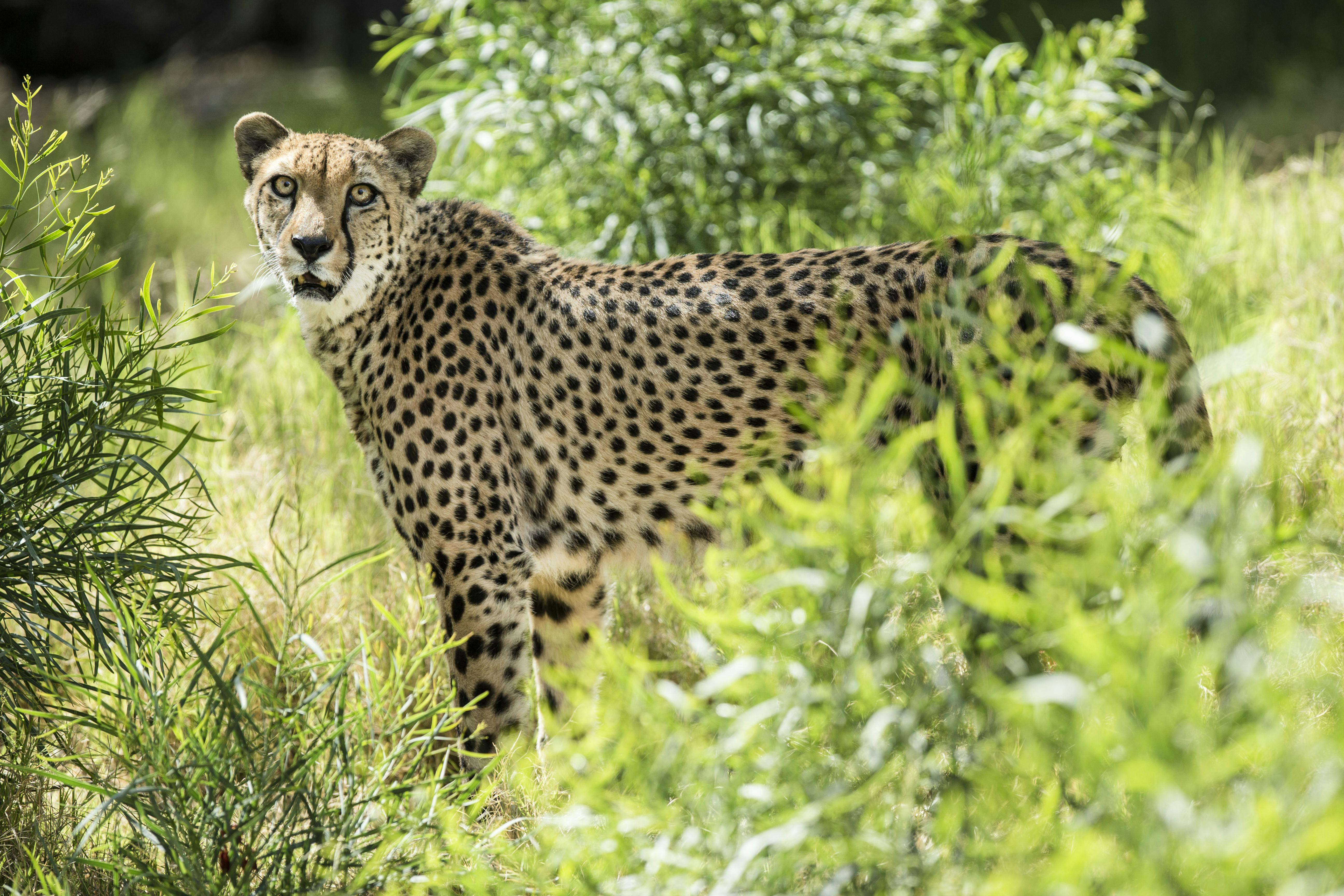 Oasis Wildlife Fuerteventura Tour