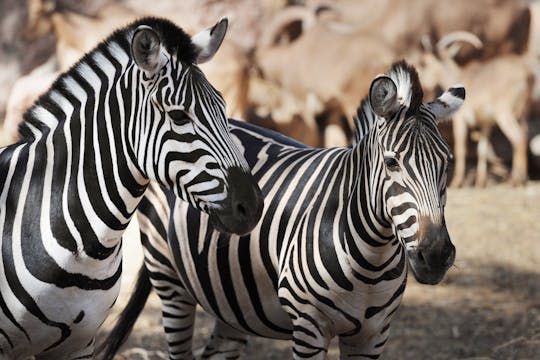 Oasis Wildlife Fuerteventura Ticket met Transfer