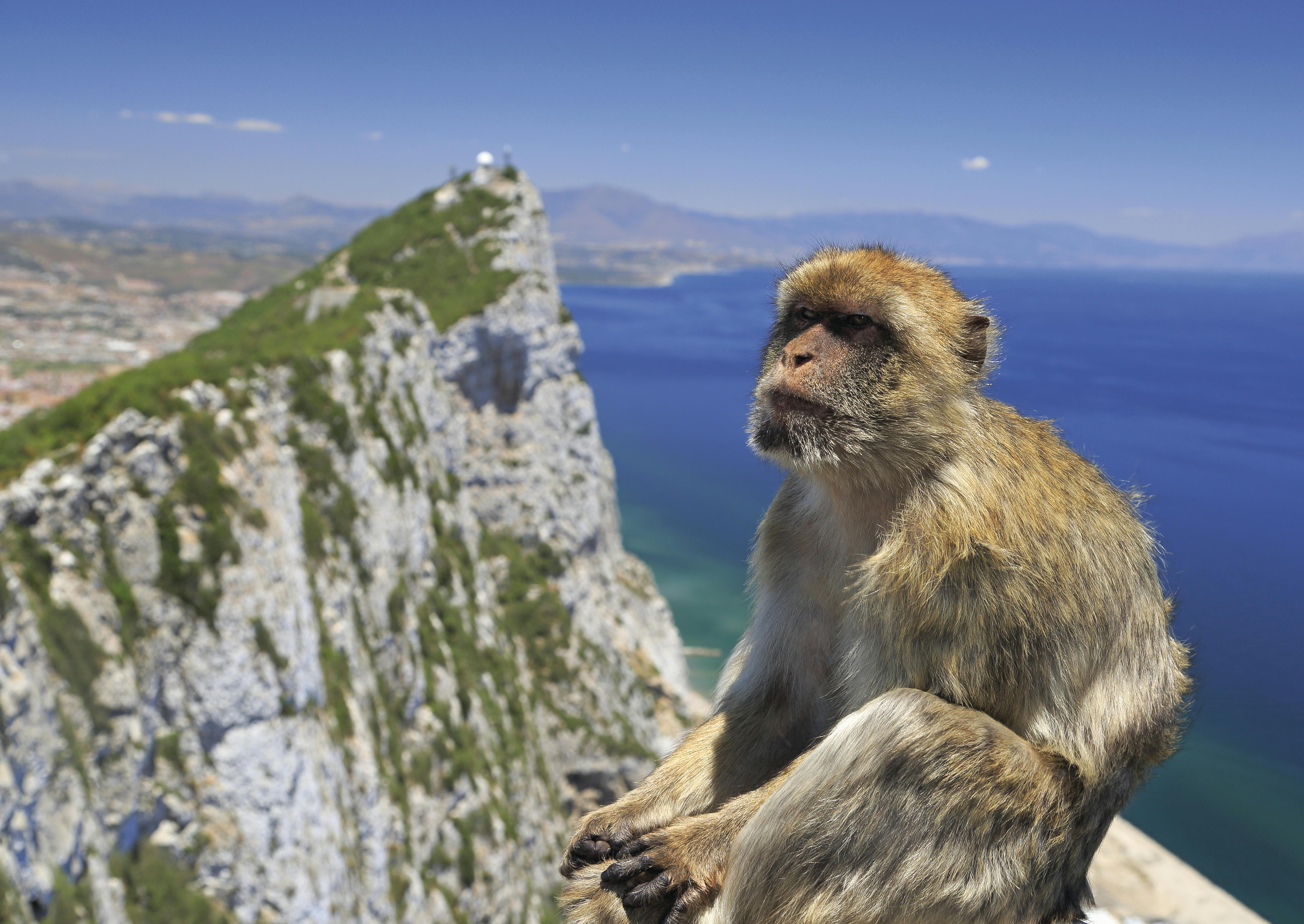 Gibraltar Highlights Tour mit Upper Rock und Mittagessen
