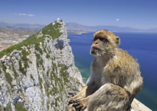 Gibraltar Highlights Tour mit Upper Rock und Mittagessen