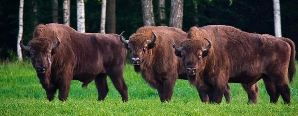 Privétour naar Brest, het fort en het Belovezhskaya Pushcha National Park vanuit Minsk