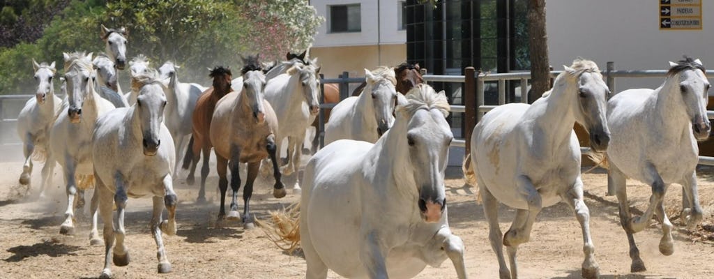 La Cartuja Stud & Medina
