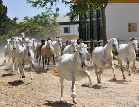 Visite du haras Yeguada de la Cartuja et du village de Medina-Sidonia