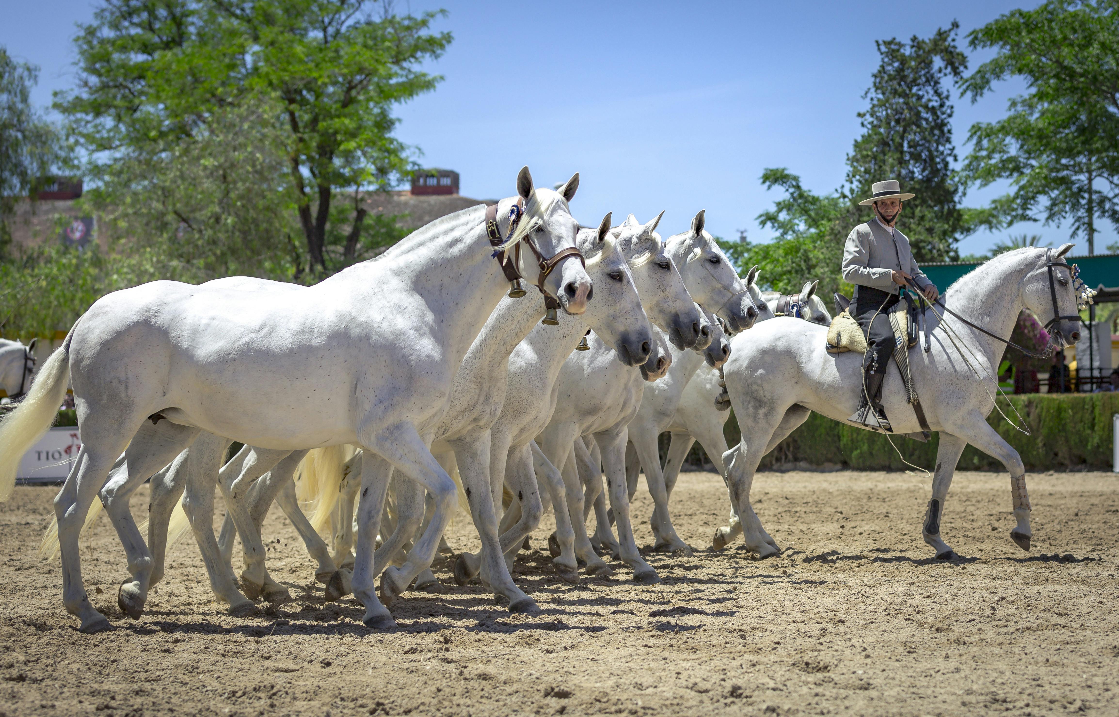 La Cartuja Stud & Medina