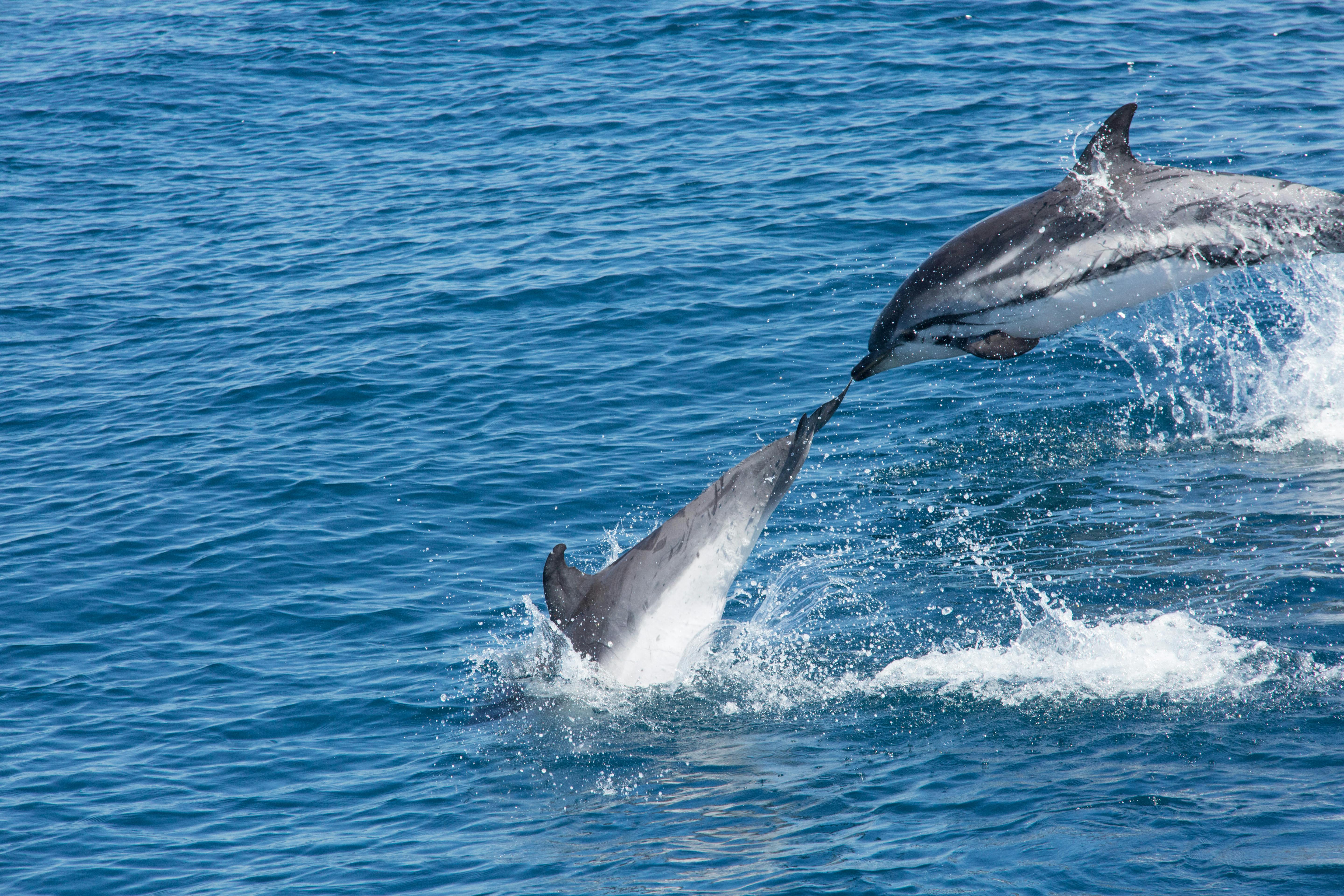 Dolphin watching and Tarifa