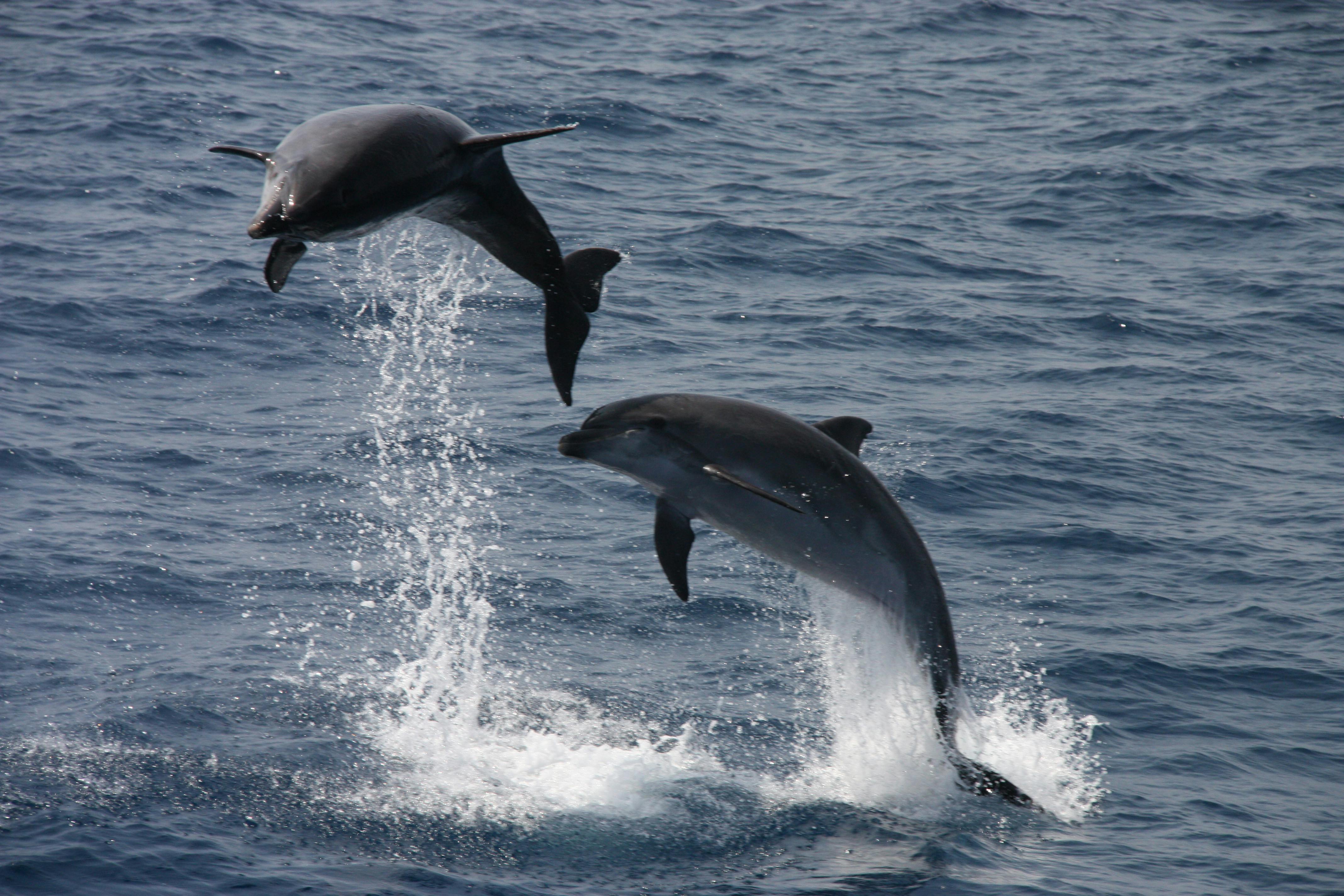 Dolphin watching and Tarifa