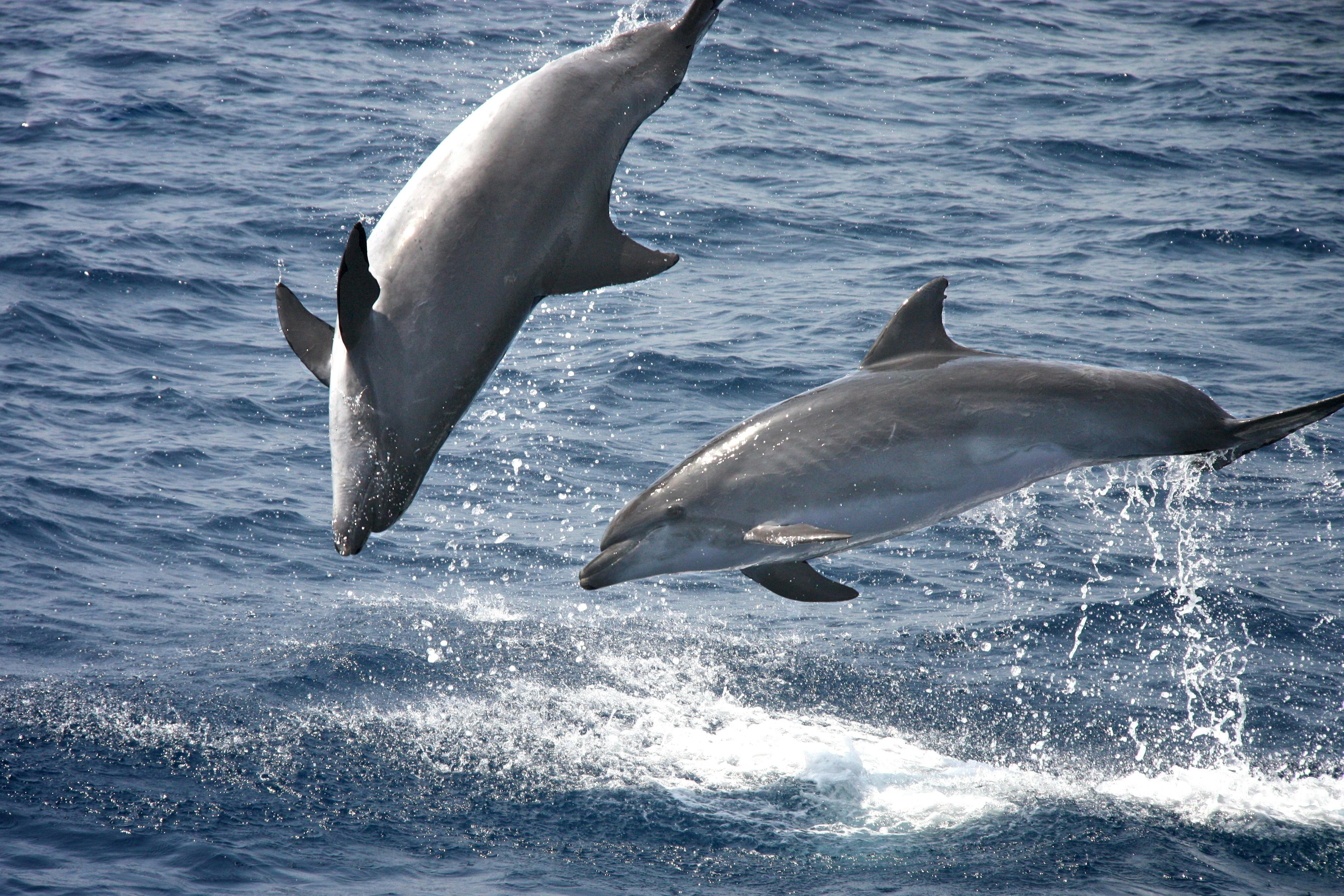 Dolphin Watching & Tarifa