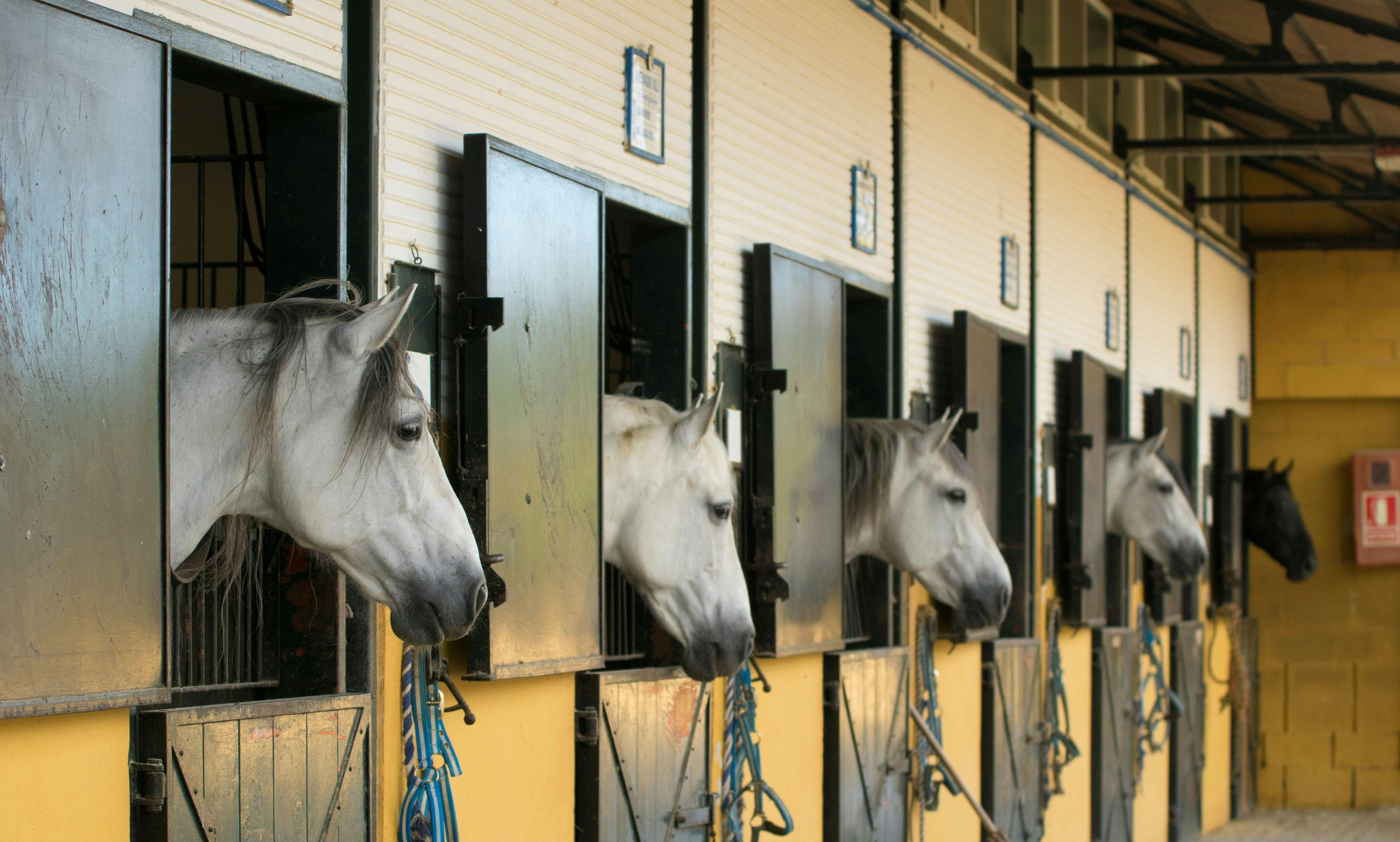 La Cartuja Stud & Medina