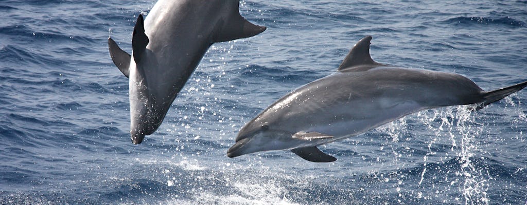 La journée mondiale des océans, avec visite guidée de Tarifa et observation des dauphins en mer