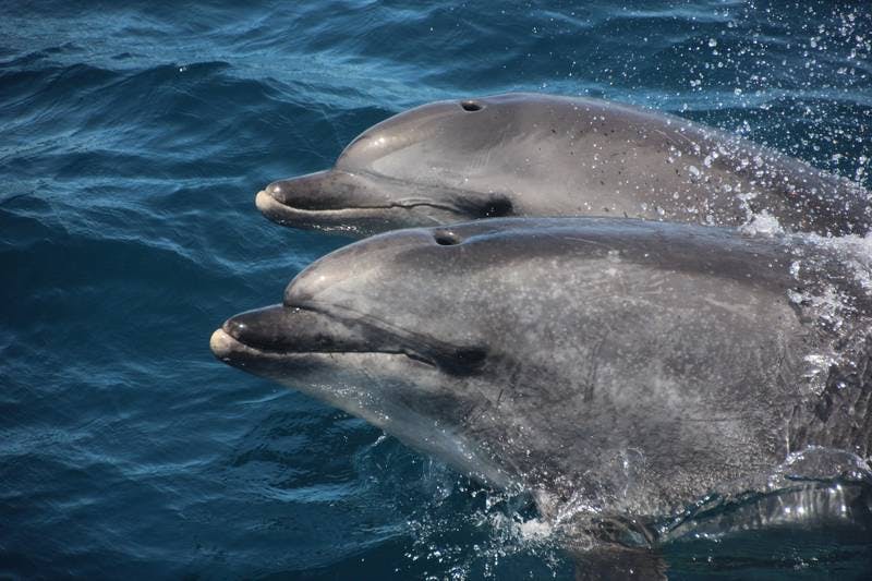 Dolphin watching and Tarifa