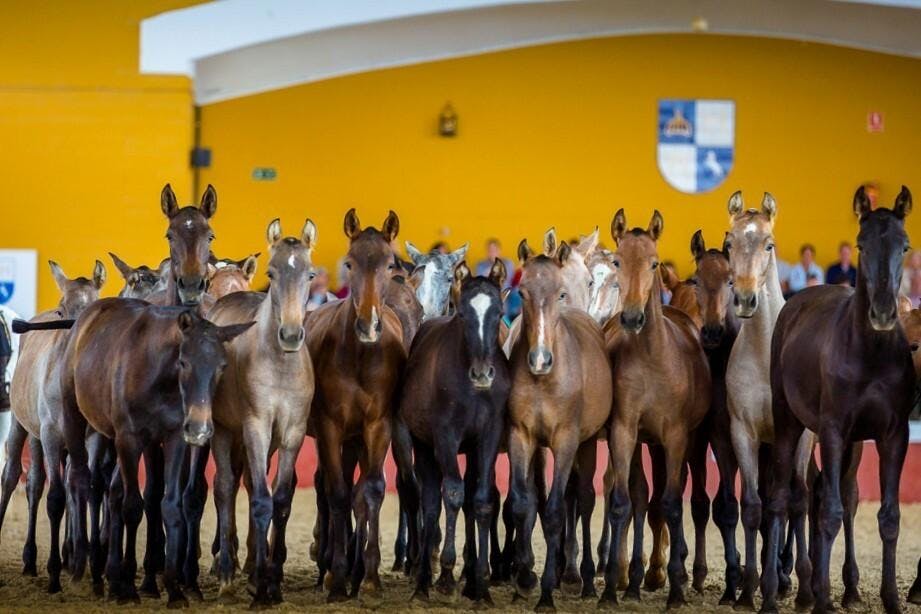 La Cartuja Stud & Medina