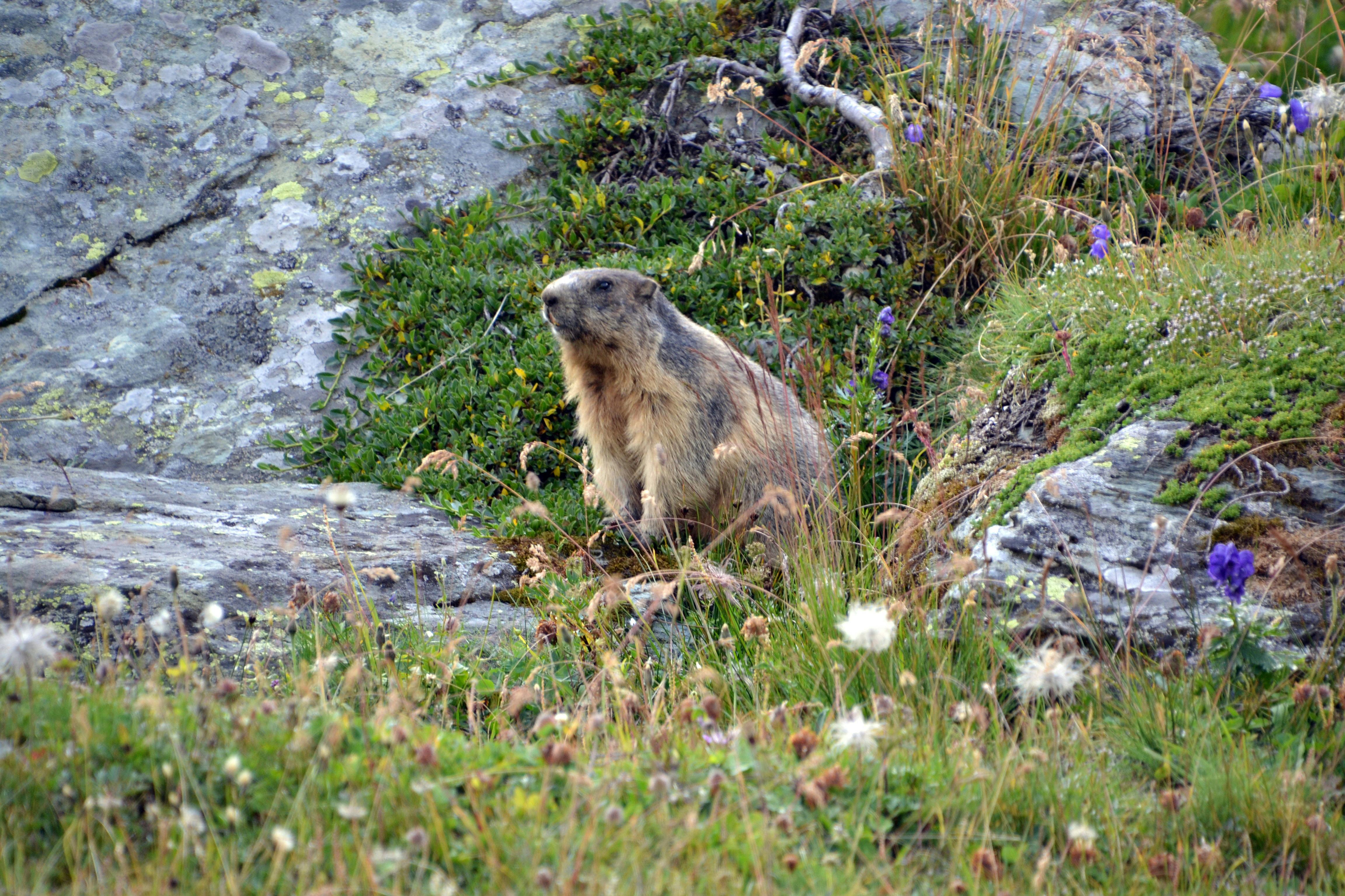 Grossglockner Scenic Tour