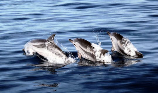 Bootsfahrt zur Delphinbeobachtung in Jandia