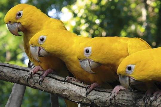 Visita guiada al parque de aves con transporte