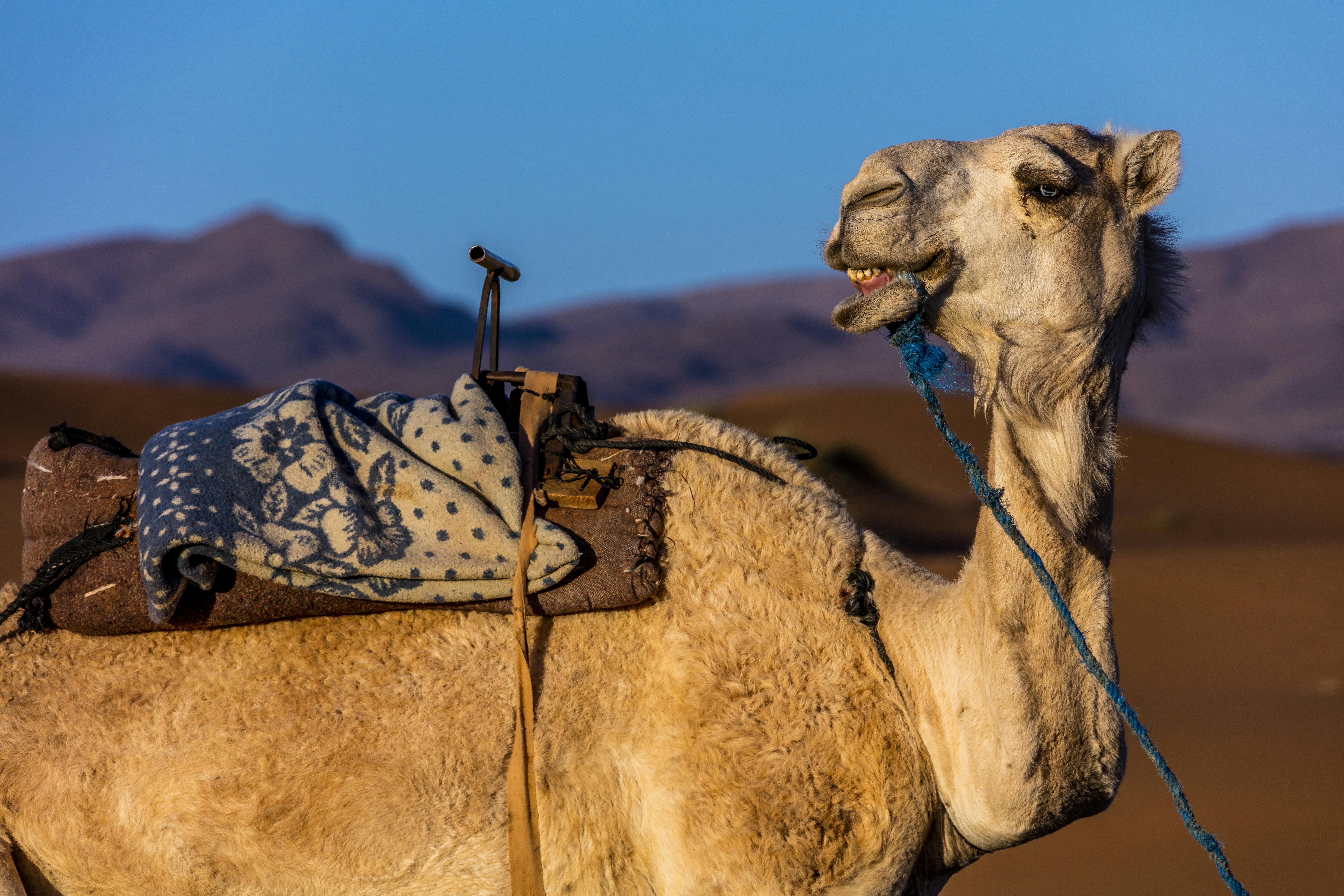 Agadir Sunset Camel Trek & BBQ