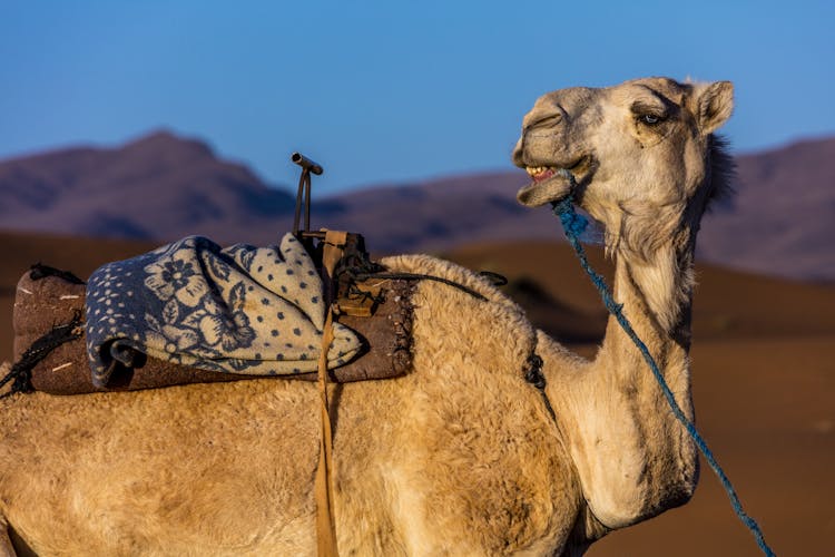 Camel Trek & BBQ Experience