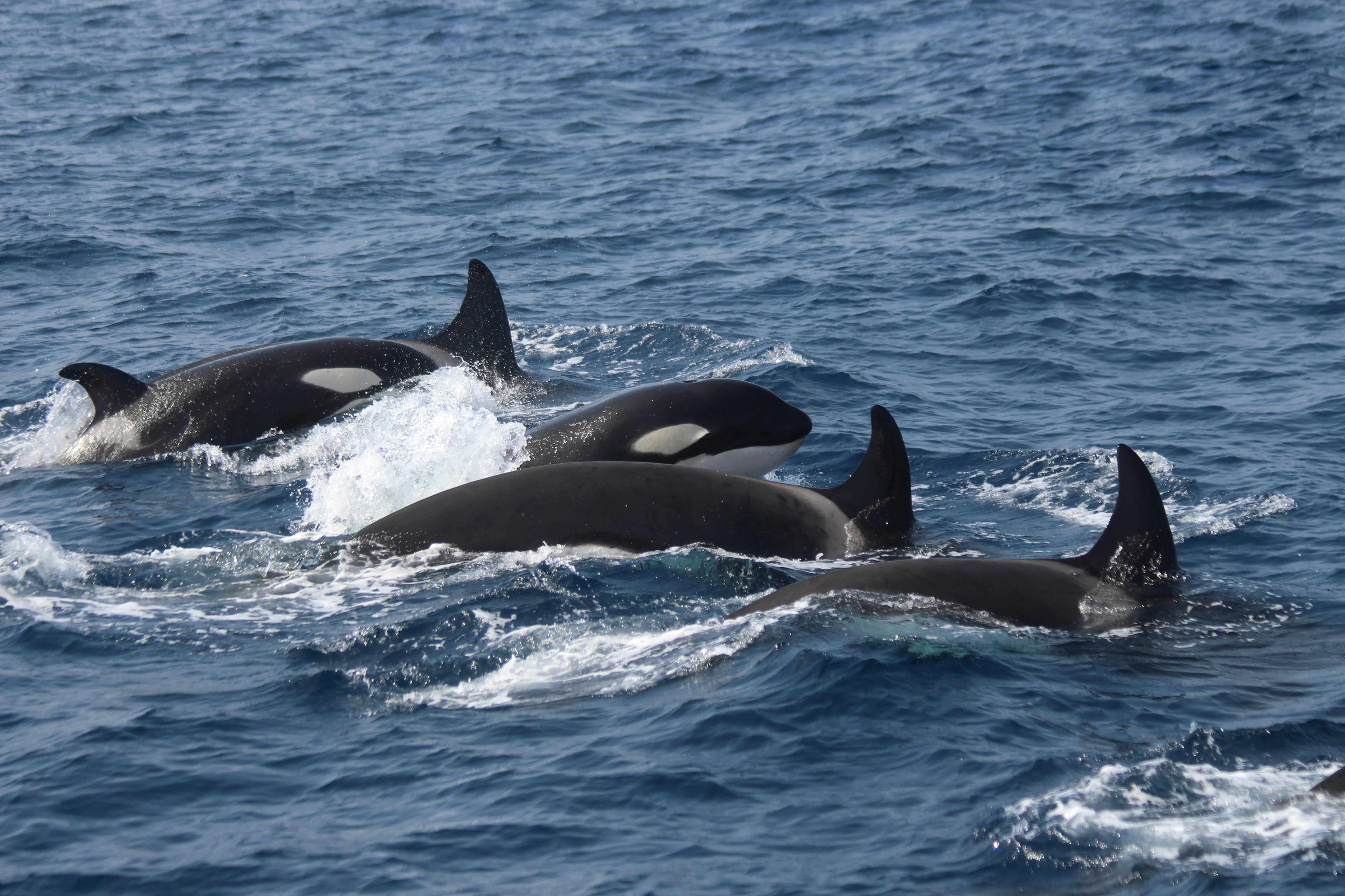 Whale-watching in Tarifa