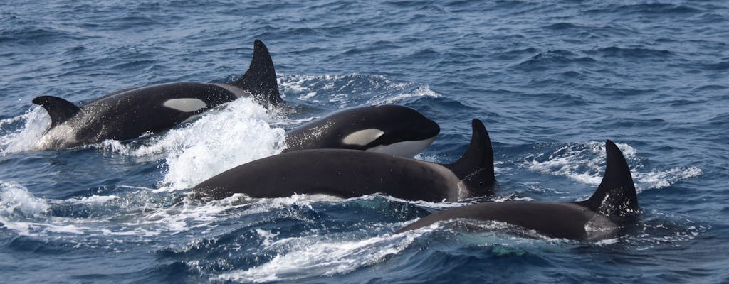 Croisière d’observation des baleines à Tarifa