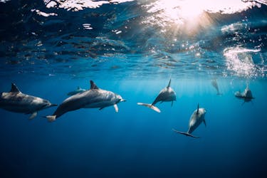 Observation des dauphins, visite de cratère et d’un temple à l’île Maurice