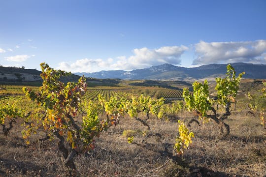 Full-day tour to La Rioja with wine tasting and lunch from Logroño