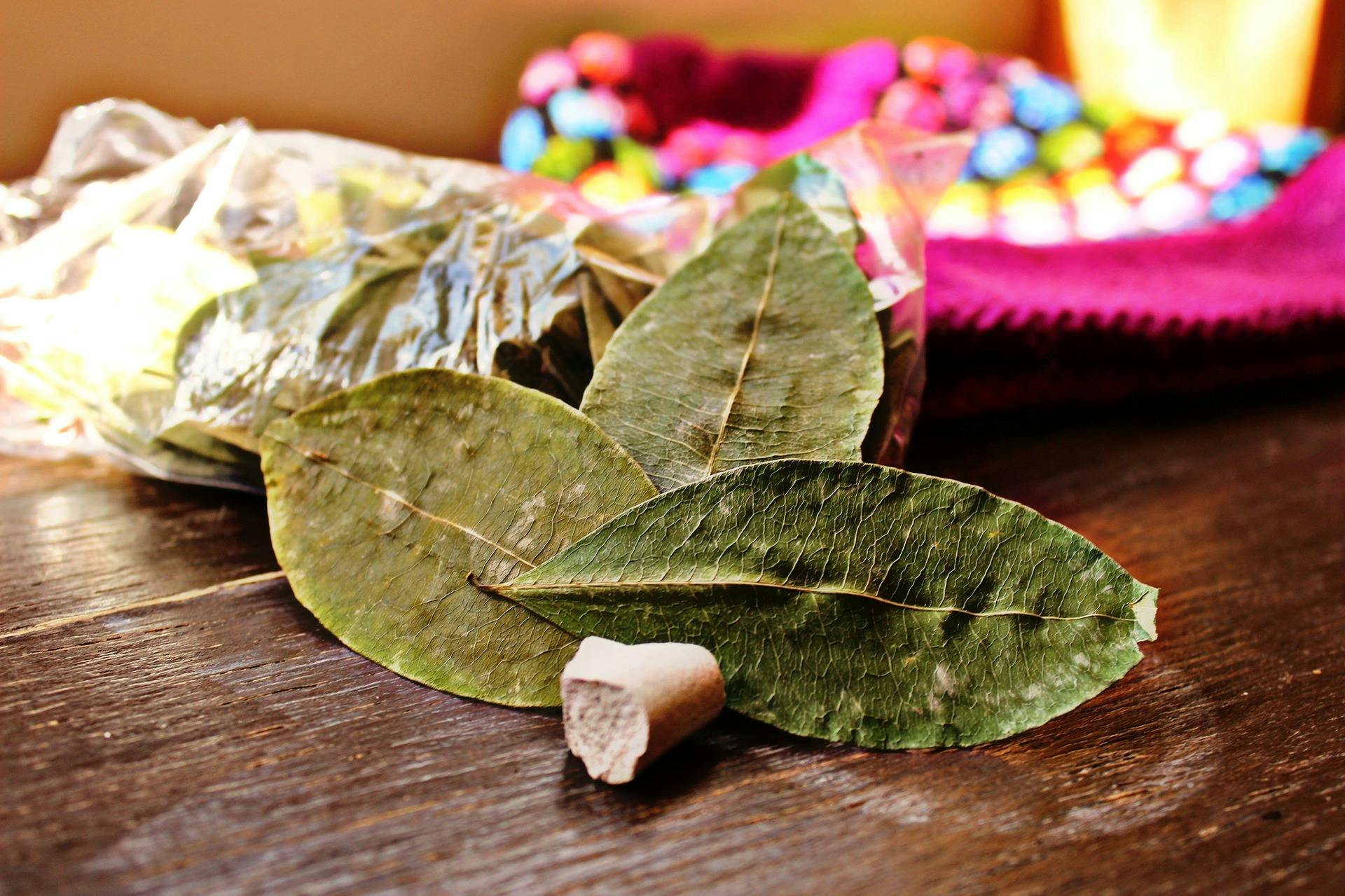 Coca leaf. Кокаиновый куст, лист Кока. Дерево Кока (Erythroxylon Coca). Растение Кока кокаин. Листья коки.