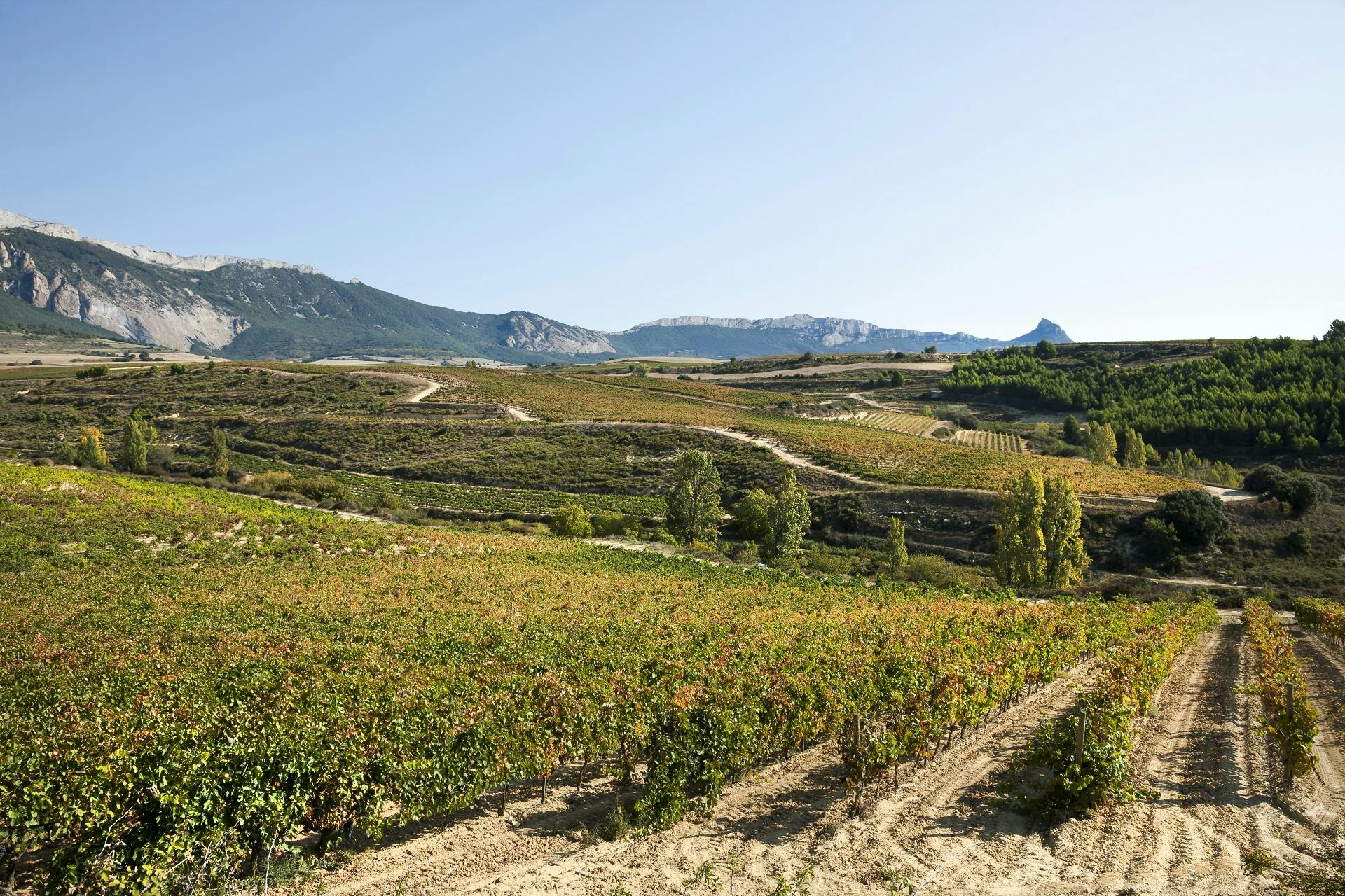 Visita a duas vinícolas em La Rioja saindo de Logroño com degustação e tapas