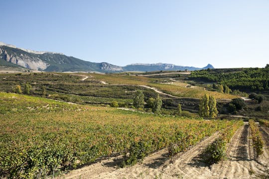 Bezoek aan twee wijnmakerijen in La Rioja met proeverij en tapas uit Logroño
