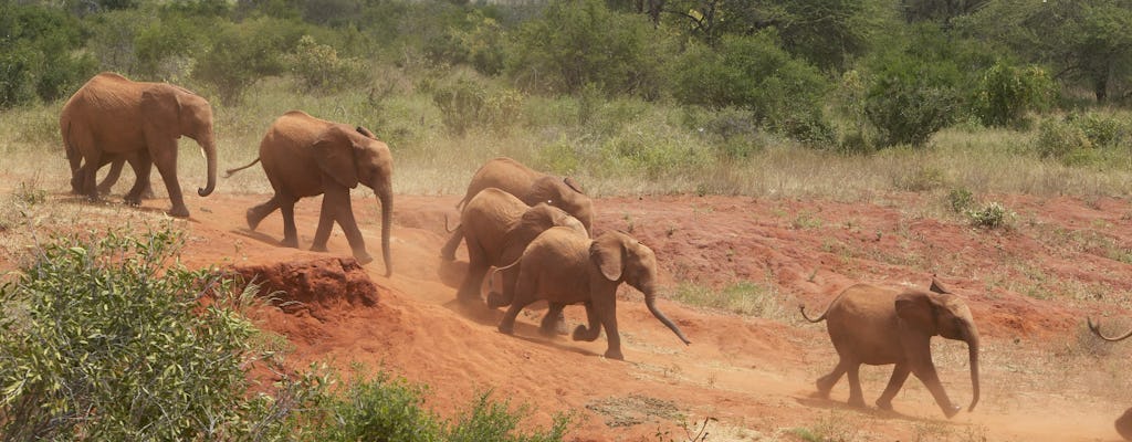 Recorrido por el fideicomiso de vida salvaje David Sheldrick