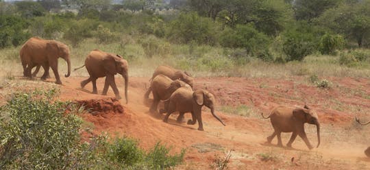 Visite du David Sheldrick Wildlife Trust