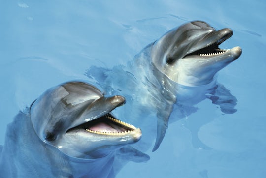 Cancun Exclusive Bronze Dolphin Interactive Programme