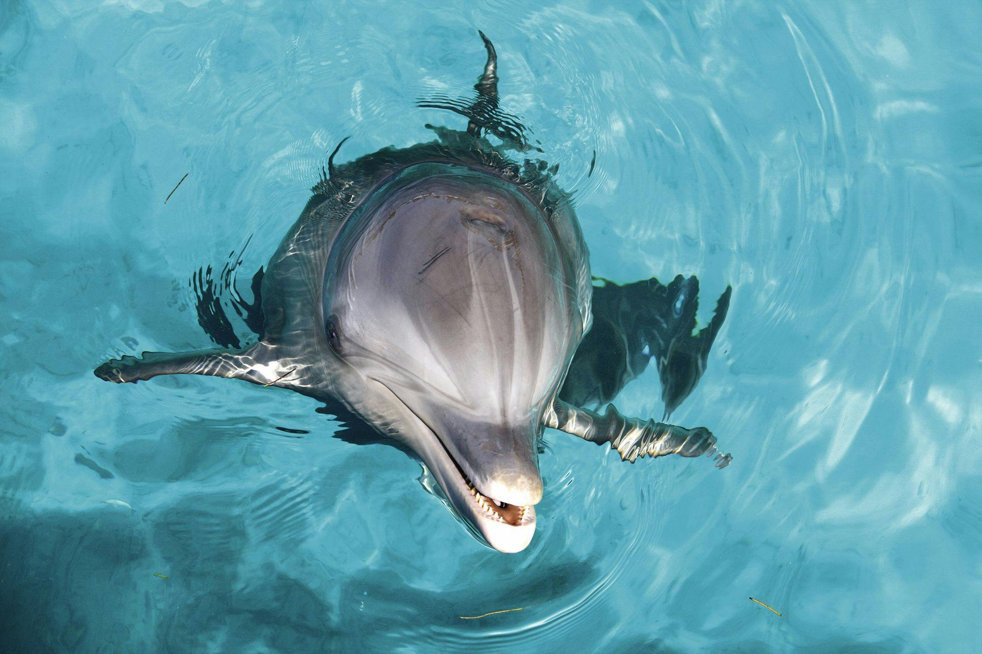 Bronze Dolphin Interactive Programme