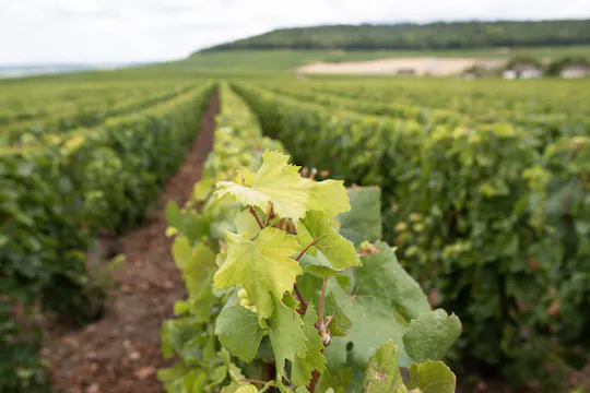 Champagne du matin et vignerons familiaux de Reims
