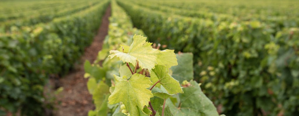 Champagne mattutino e famiglia di coltivatori di Reims