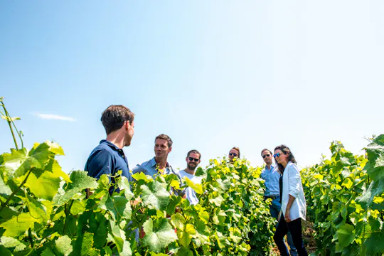 Courte excursion d'une journée dans des domaines familiaux avec déjeuner au départ d'Épernay